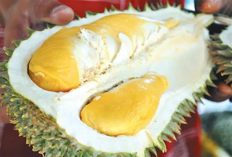 武吉美拉成黑刺榴槤種植區 園主放眼出口中國