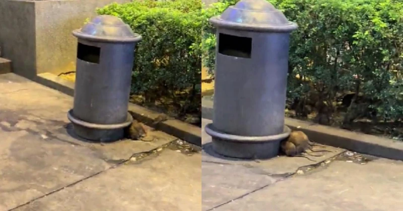 武吉免登十字路口出現老鼠竄行 大馬網民促DBKL快行動